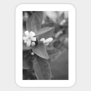 Black and White Plant Sticker